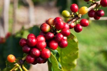 Jardín Day Trip: Colombian Coffee and Sightseeing Tour from Medellín