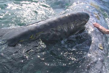 Journey of the Gray Whale: 5 Day Expedition