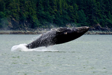Juneau Shore Excursion: Whale-Watching Adventure with Mendenhall Glacier Tour