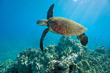 Kahului Shore Excursion: Snorkeling Adventure