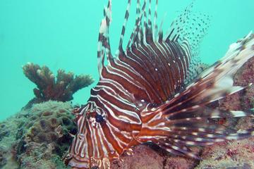 Kata Beach Scuba Diving