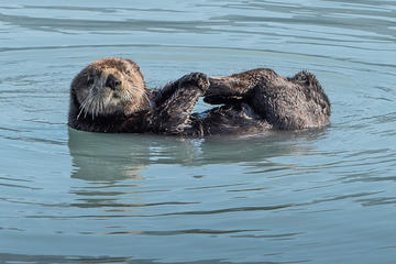 Kenai Fjords and Resurrection Bay Half-Day Cruise