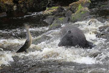 Ketchikan 3-hour Nature Hike