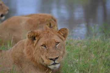 Kruger Park Guided Full Day Safari