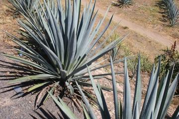 La Noria Blue Agave Mezcal Tour from Mazatlan
