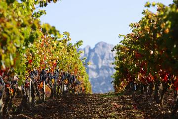 Laguardia: Cradle of Wine Tour from San Sebastian