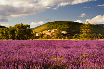 Lavender Fields Tour from Avignon