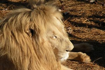 Lion Park Tour from Johannesburg
