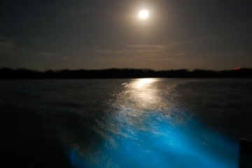 Luminous Lagoon Night Cruise in Jamaica