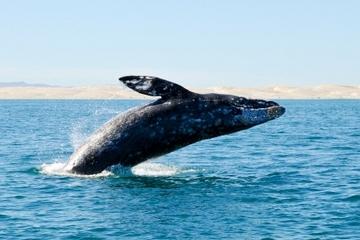 Majestic Whale Watching Adventure from Los Cabos
