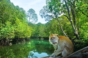 Mangrove Tour in Cherating
