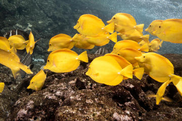 Maui Ocean Center Admission