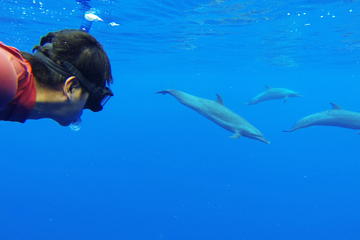 Mazatlan Swim with Dolphins in the Wild