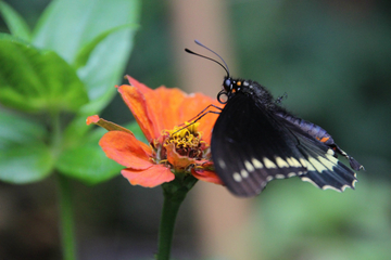 Medellin Flower Experience in Santa Elena
