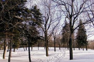 Montreal in Winter: Ice Skating, Snowshoeing and Sledding on Mount Royal