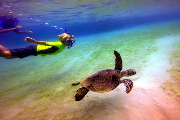 Morning Deluxe Kayak and Snorkel tour 8am