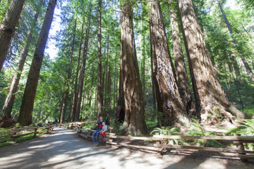 Muir Woods and Sausalito Tour from San Francisco Including Optional Bay Cruise