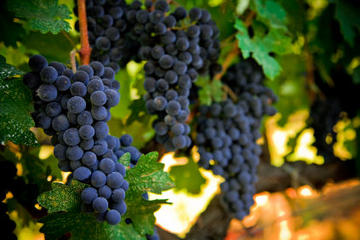 Napa and Sonoma Wine Country Tour