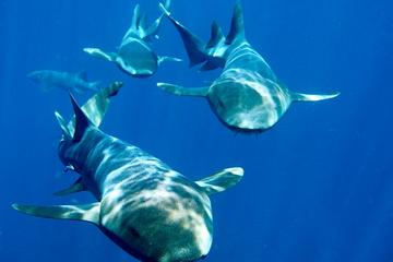 Nassau Shore Excursion: Shark Diving Adventure