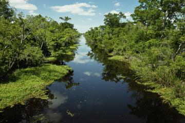 New Orleans Airboat Ride