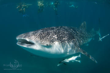 Ningaloo Reef Whale Shark Snorkeling Adventure from Exmouth