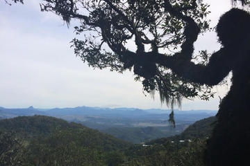 O'Reillys Rainforest Retreat and Mt Tamborine Day Trip from Brisbane or the Gold Coast