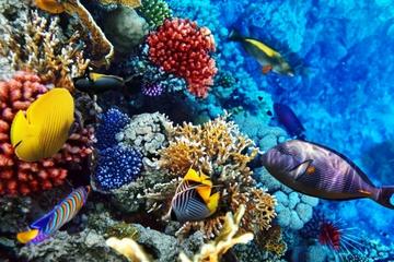 Oahu Certified Scuba Diving Tour