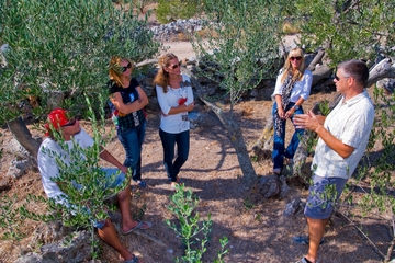 Olive Oil Tour of Solta Island