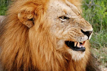 One Night Leopard Tour of Kruger National Park from Nelspruit
