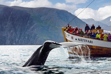 Original Whale Watching Tour on board a Traditional Oak Ship from Husavik