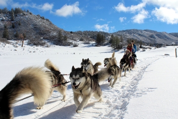 Pagosa Springs Dogsled Adventure