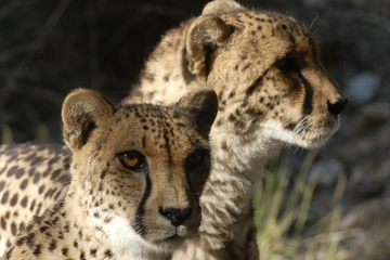 Palm Springs General Admission to The Living Desert