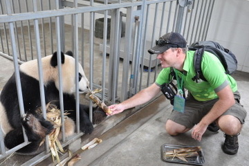 Panda Rescue Center Volunteer for a Day