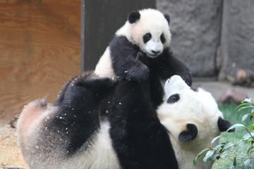 Pandas and History of Chengdu Day Tour from Guangzhou by Air
