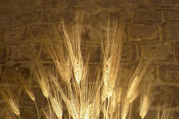Pasta Tasting in Historical Artisan Lab