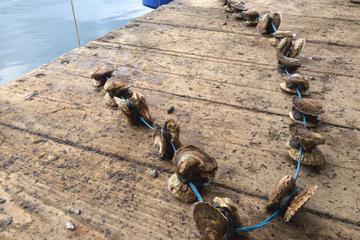 Peljesac Oysters and Wine Tour from Dubrovnik