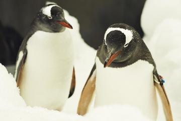 Penguin Passport at Melbourne Aquarium