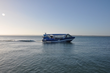 Phillip Island Wildlife Cruise with Optional Penguin Parade and 3 Park Pass