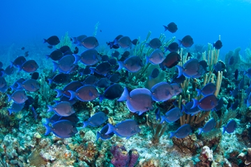 Pinel Island Kayaking and Snorkeling Tour