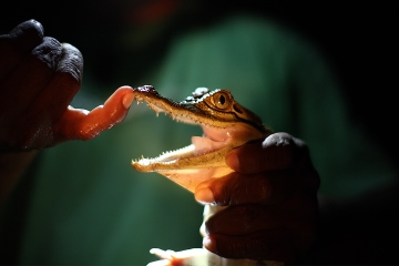 Piranha Fishing and Alligator Watching Tour
