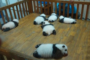 Private Chengdu Experience Tour including Giant Pandas and the Sanxingdui Museum