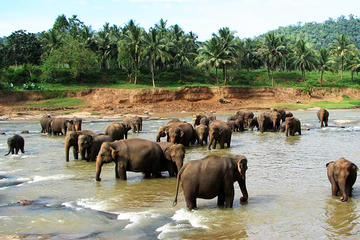 Private Day Tour: Pinnawala Elephant Orphanage from Colombo