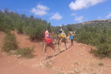 Private Day Trip from Marrakech: Camel Ride and Hike in the High Atlas Mountains