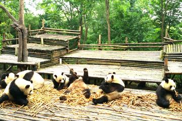 Private Half-Day Panda Base Trip from Chengdu