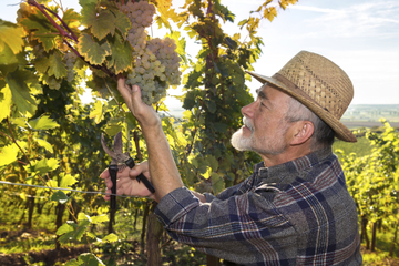 Private Irpinia Wine Tour from Positano, Amalfi or Ravello with Sommelier
