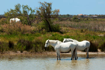 Private Provence Tour: Rhone River Cruise and La Camargue