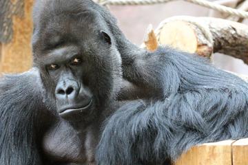 Private Round-Trip Transfer to Prague Zoo