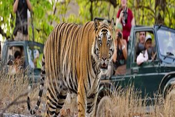 Private Tour: 2-Night Ranthambore National Park from Jaipur