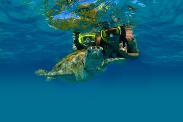 Private Tour: Akumal Marine Turtle Snorkeling and Cenote Adventure