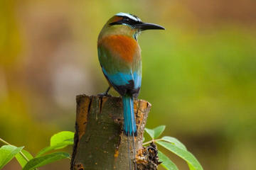 Private Tour: Bird Watching in Cancun